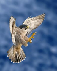 Fototapeta premium Peregrine falcon flies quickly, claws outstretched ready to catch prey. Bird of prey with gray and white feathers, sharp eyes and a hooked beak. Background of cloudy blue sky. 
