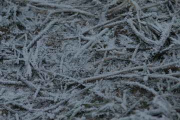 Close-Up of Frost Covered Plant. Beauty of plant covered in frost during a winter freeze. Icy...