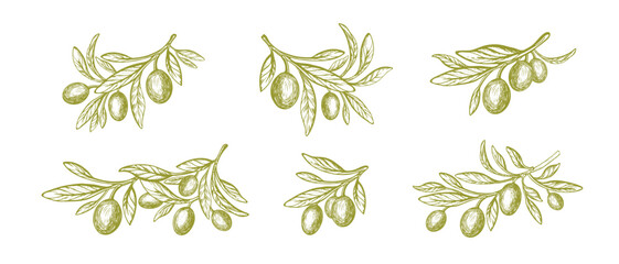 Olive branch, green oil fruits. Greek vector set