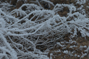 Close-Up of Frost Covered Plant. Beauty of plant covered in frost during a winter freeze. Icy crystals coat leaves and grass, creating natural texture as soft blurred background.