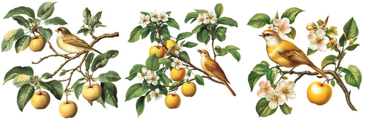 Set of Botanical branch with big read and yellow apples isolated on a transparent background