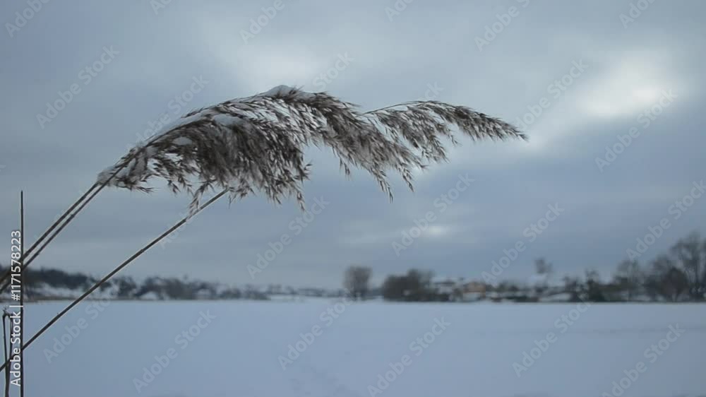 Poster snow covered field with a single stalk of grass. the sky is overcast and the mood of the image is so