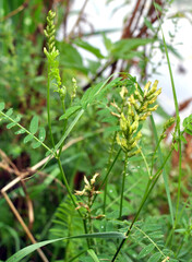 In nature, astragalus cicer grows among herbs