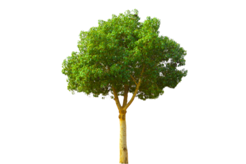 Green tree isolated on transparent background. Natural big tree. Single tree for spring, summer, garden, environmental, botanical, and landscape design projects. Spring decoration, PNG, Cut out
