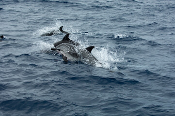 Naklejka premium dolphin jumping out of water