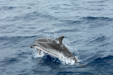 dolphin jumping out of water