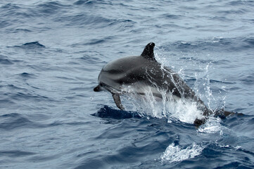 dolphin jumping out of water © Robert Fjällborg 