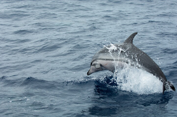 dolphin jumping out of water
