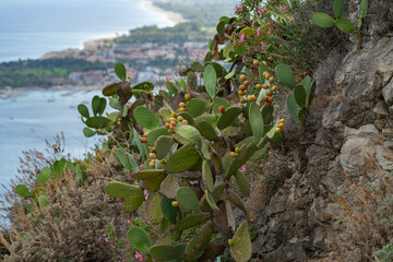 View from Taormina looking south down the coast with prickly pear cactus in the foreground.