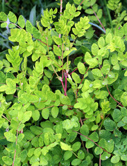 Astragalus (Astragalus glycyphyllos) grows in nature