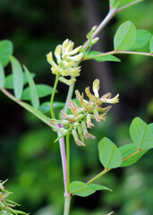 Astragalus (Astragalus glycyphyllos) grows in nature