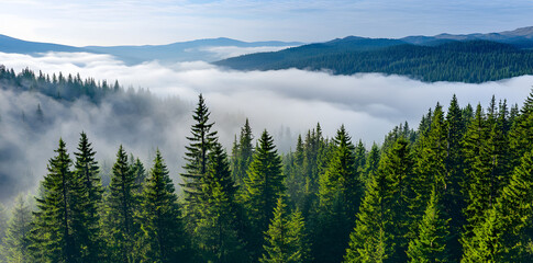 Fototapeta premium Aerial view of a misty forest in summer