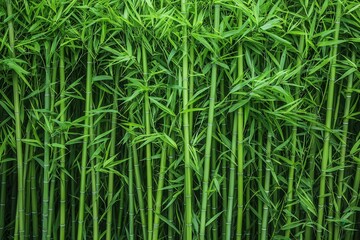 Lush Bamboo Forest Captured in Soft Morning Light, Emphasizing the Serenity and Vibrancy of Nature's Greenery