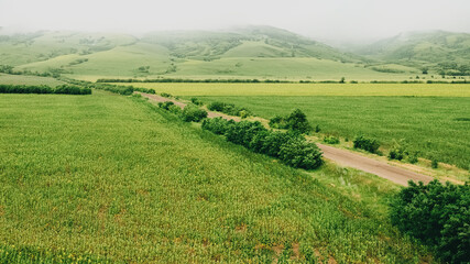 Obraz premium Green field