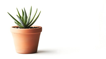 Isolated small terracotta flower pot with a single succulent plant isolated on solid white background.