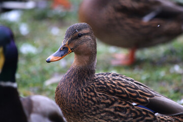 A duck walks on the green grass covered with snow.