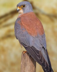 Kestrel perched on a wooden pole, facing sideways. The back feathers are gray, the chest is reddish-brown, and the head is gray with dark streaks. The eyes are bright yellow and the bill is orange..