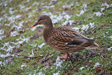 A duck walks on the green grass covered with snow.