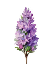 Fototapeta premium Watercolor branch of lilac, symbol of love, wedding, purity, vector illustration.