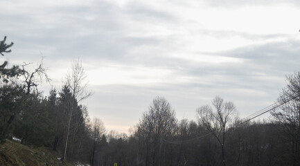 A serene winter landscape with bare trees lining a winding road under a cloudy sky, creating a tranquil and peaceful atmosphere for nature lovers.