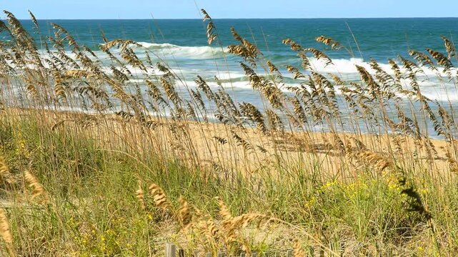 Sea oats (binomial name: Uniola paniculata), with wild yellow flowers at their base, bend in a summer morning sea breeze, help to trap sand and stabilize dunes along the Outer Banks of North Carolina.