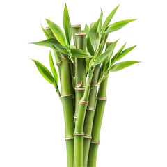 Obraz premium Green Bamboo Stems