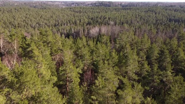 A drone view of a forest showing dead trees