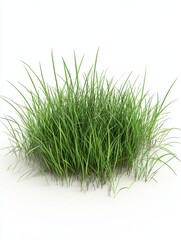 Obraz premium green grass field isolated on white background