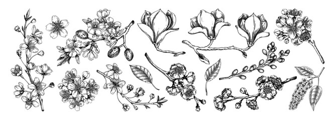 Spring blooming branches sketches. Hand-drawn botanical illustration. Floral design. NOT AI genereted © sketched-graphics
