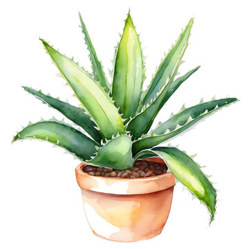 recommend clip art: Aloe vera plant in pot watercolor. Vector illustration Aloe Vera plant in vintage watercolor style on white.