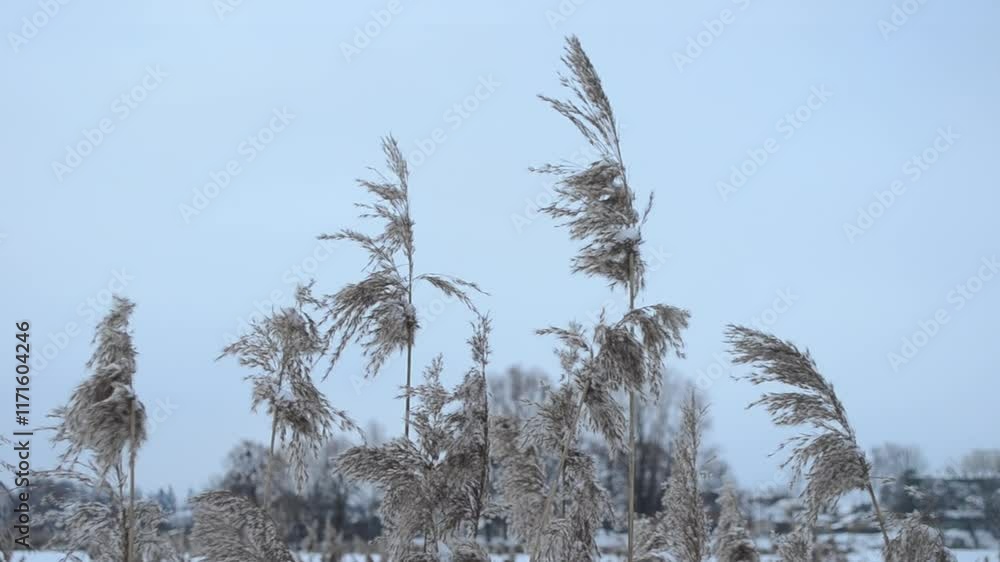 Poster field of tall, dry grass with a few trees in the background. the sky is cloudy and the grass is cove