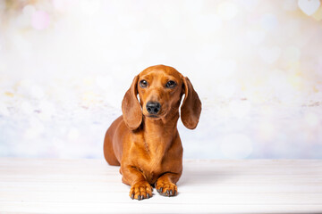 Red pure-bred miniature kaninchen dachshund close up studio portrait