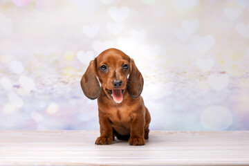 Red pure-bred miniature kaninchen dachshund puppy close up studio portrait