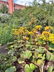 Ligularia dentata Desdemona.  a spectacular perennial with decorative yellow flowers in the summer garden.  Flower background 