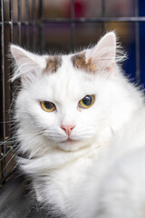 A white cat adorned with brown spots is currently relaxing in a cage