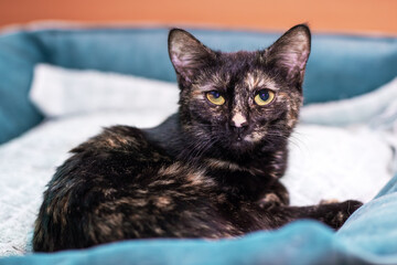 A black cat with striking yellow eyes is comfortably laying on a blue blanket