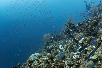 Schooling Fish