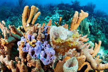 Colorful Corals