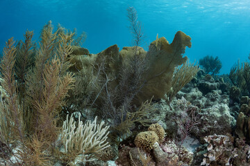Soft Corals