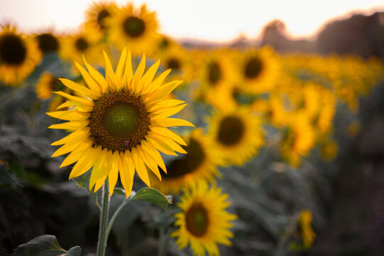 Sunflower in the field with one honey bee on it during evening. Background blur and copy space.