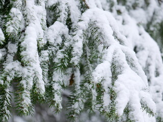 A snow-covered fir tree, perfect as a background for Christmas and winter designs with a calm, frosty atmosphere.