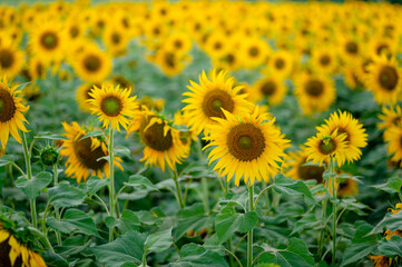 Wide photo of many sunflowers fully bloomed in the agriculture field. Selective focus used.