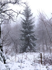 A snow-covered fir tree in dense fog. The frosty and mystical scene is perfect for Christmas or winter-themed designs.