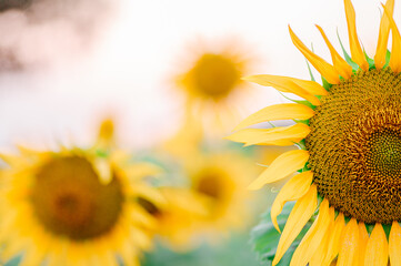 Fully bloomed sunflower half in frame with blurred other sunflower and copy space.