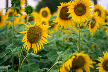Sunflower growing in the agriculture field as a oil seed crop. selective focus.