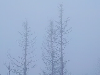 A destroyed spruce forest, marked by bark beetles and wildfires. The dead trunks in the fog create a mystical, sad, and contemplative atmosphere