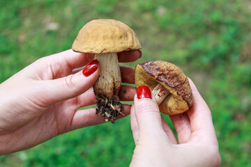A close-up of wild mushrooms, showcasing their unique texture and vibrant colors, perfectly...