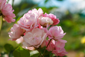 Close-up of a spray rose with delicate petals opening in magnificent color, symbolizing the beauty of romance.