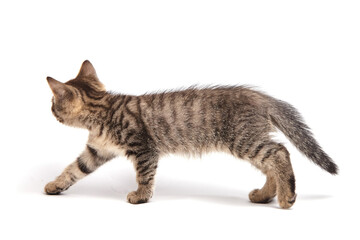 Cute tabby kitten with striped fur walking sideways, tail raised, and paw forward. Isolated on a clean white background