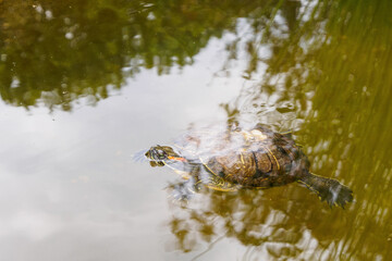 Turtle swims calmly in a pond, enjoying the aquatic environment surrounded by greenery and reflection on the surface.